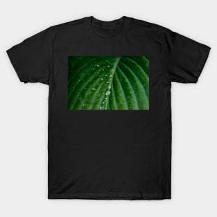 Water droplets on Hosta leaf T-Shirt